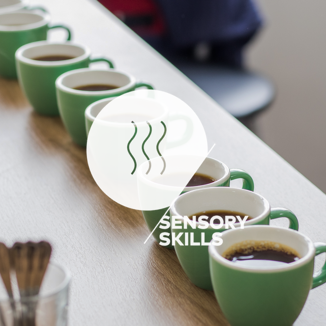 SCA Análise Sensorial Completo