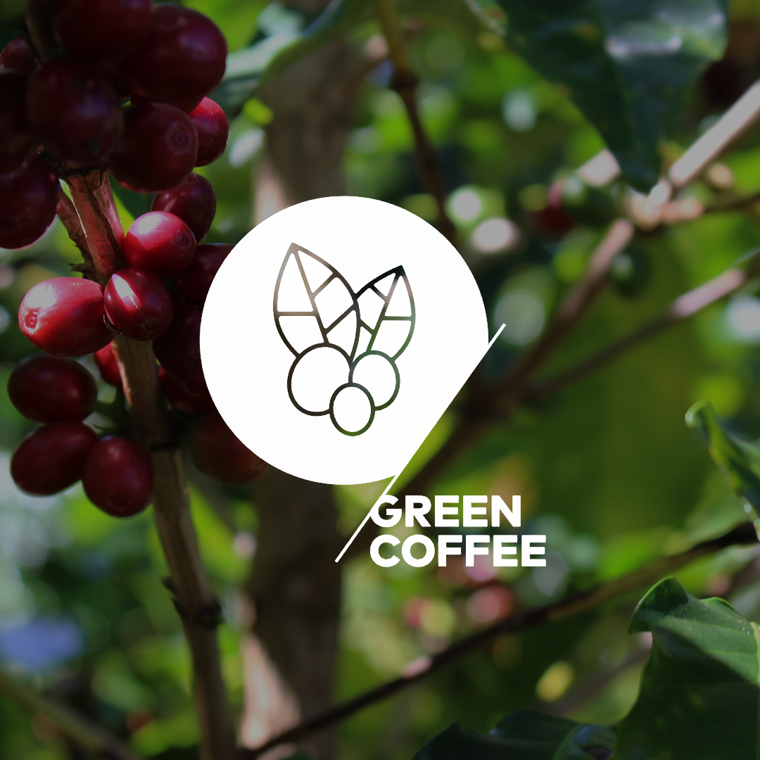 SCA Café Verde Fundamental