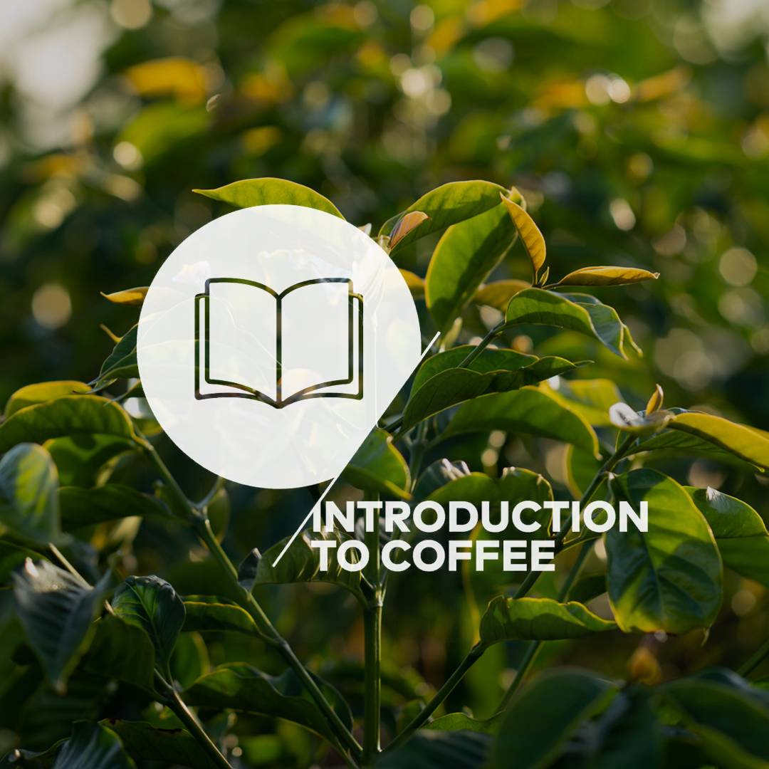 SCA Introdução a Cafés Especiais